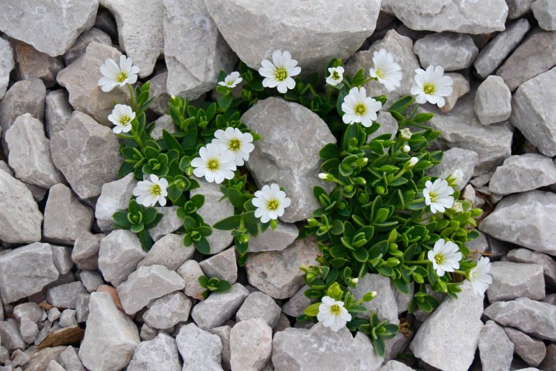 Ясколка войлочная (Cerastium tomentosum)