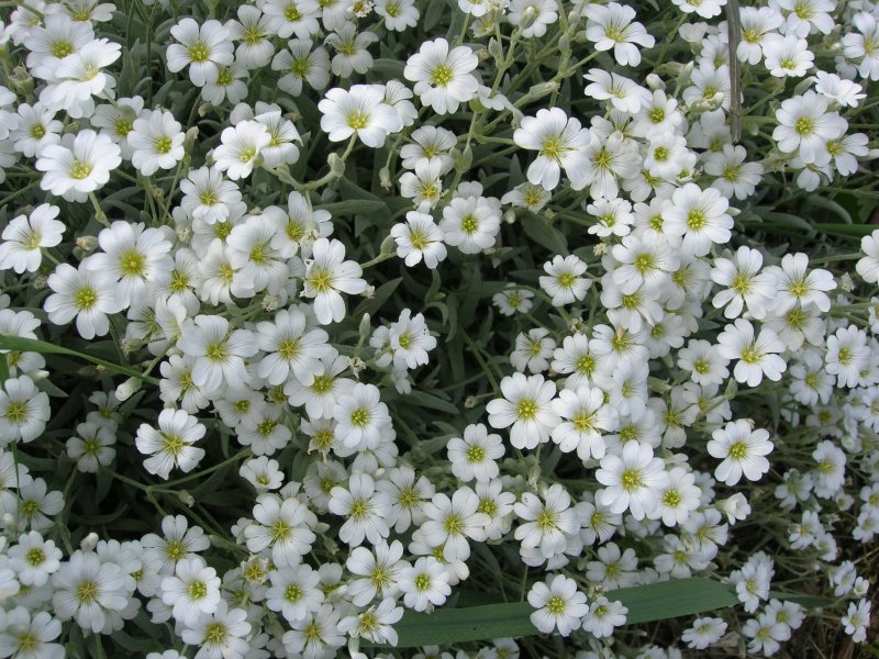 Ясколка войлочная (Cerastium tomentosum)