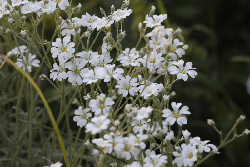 Ясколка войлочная (Cerastium tomentosum)