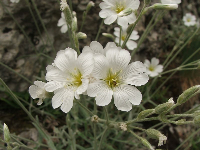 Ясколка Биберштейна Cerastium biebersteinii