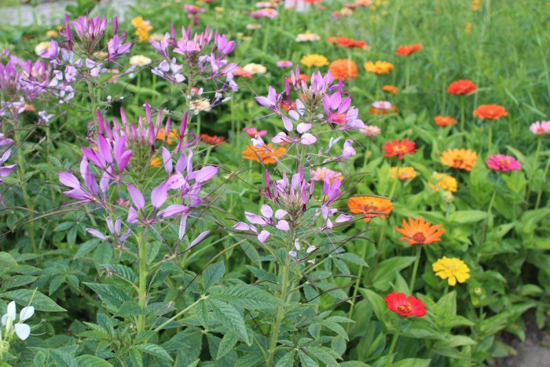 Клеома колючая Cleome spinosa