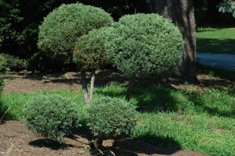 Можжевельник китайский Стрикта (Juniperus chinensis stricta)