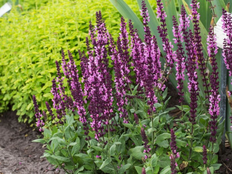 Шалфей Дубравный (Nepeta faassenii)