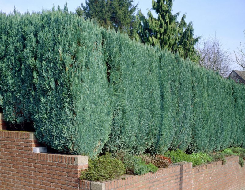 Conifera