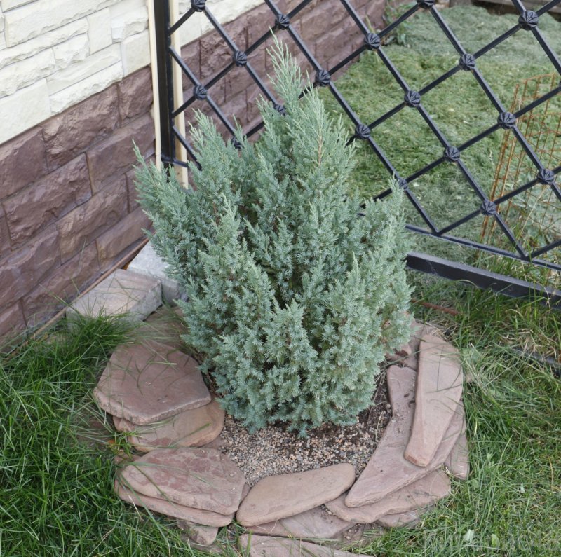 Можжевельник китайский stricta