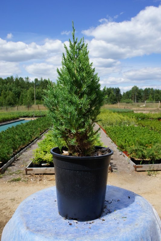Juniperus chinensis stricta variegata
