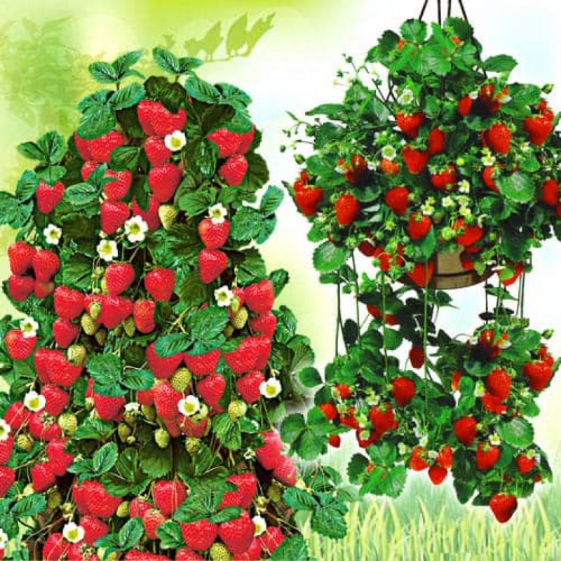 Букет земляники