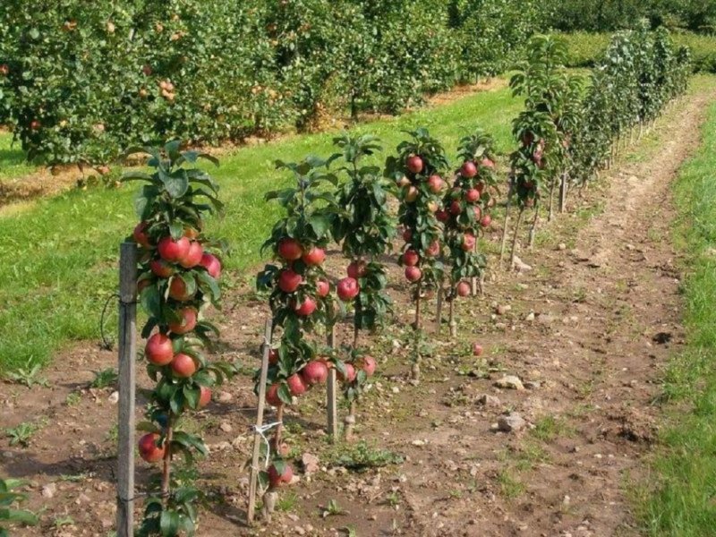 Ремонтантная клубника вьющаяся