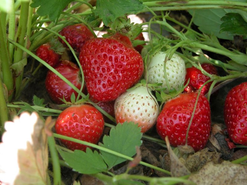 Клубника Эвис Делайт