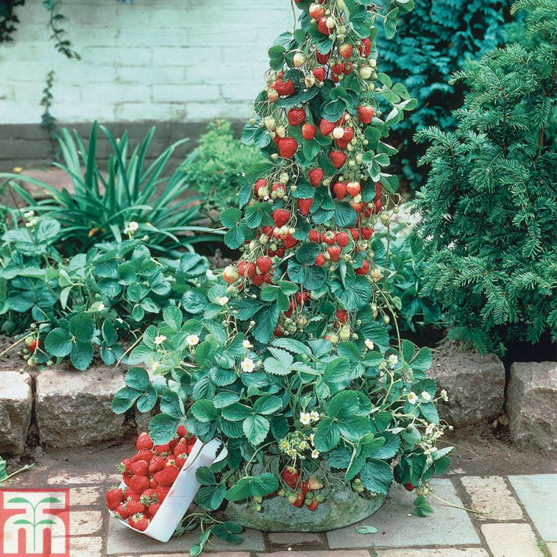 Земляника ампельная «Фрагария