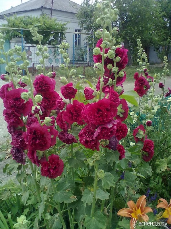 Мальва шток роза махровая