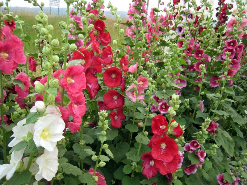 Мальва Alcea Antwerpen