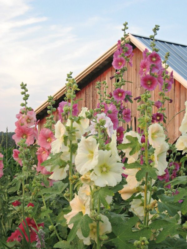Мальва Alcea Antwerpen
