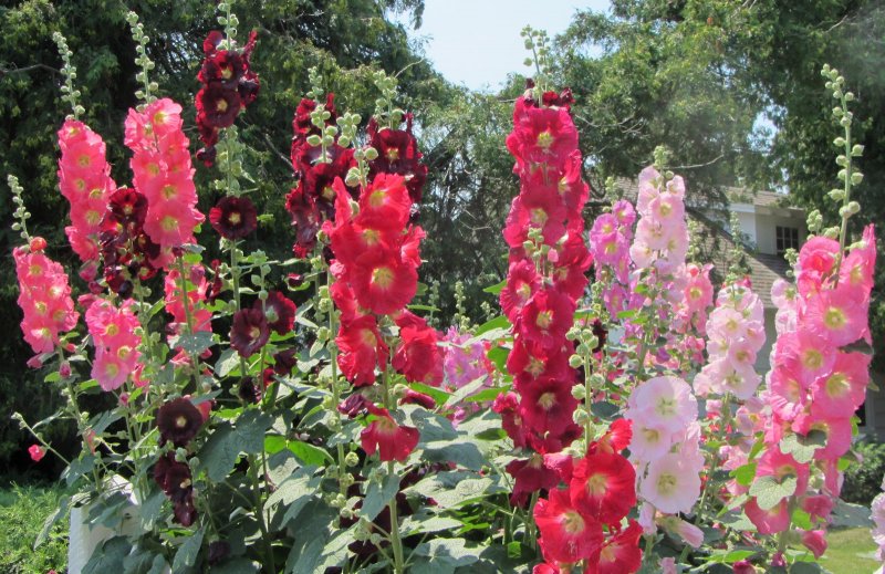 Malva Alcea 'Fastigiata'