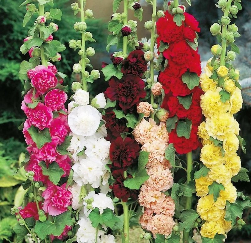 Мальва – Alcea rosea