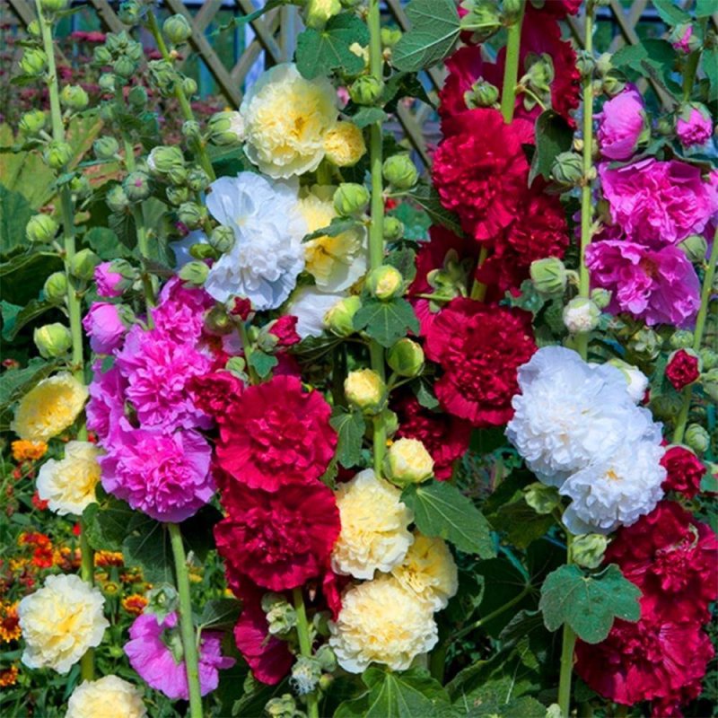 Мальва – Alcea rosea
