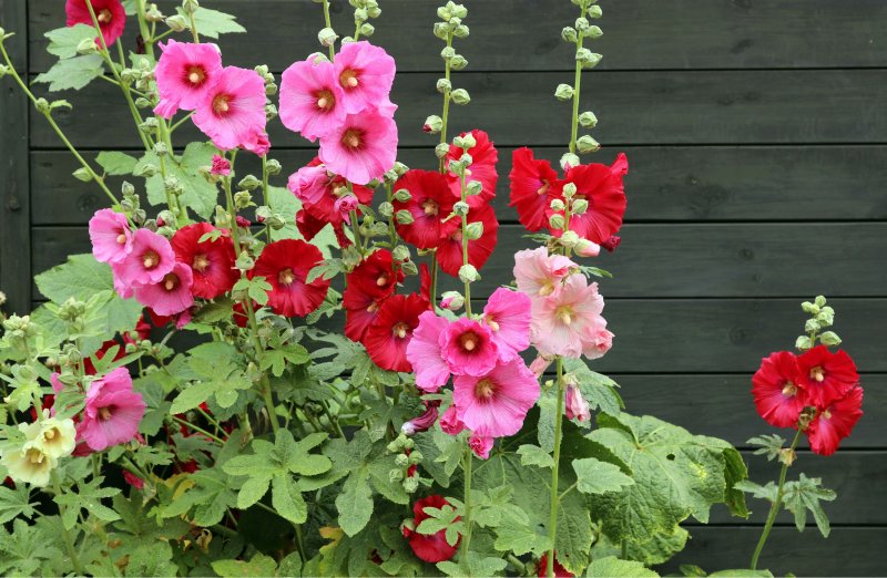 Мальва Alcea altissima