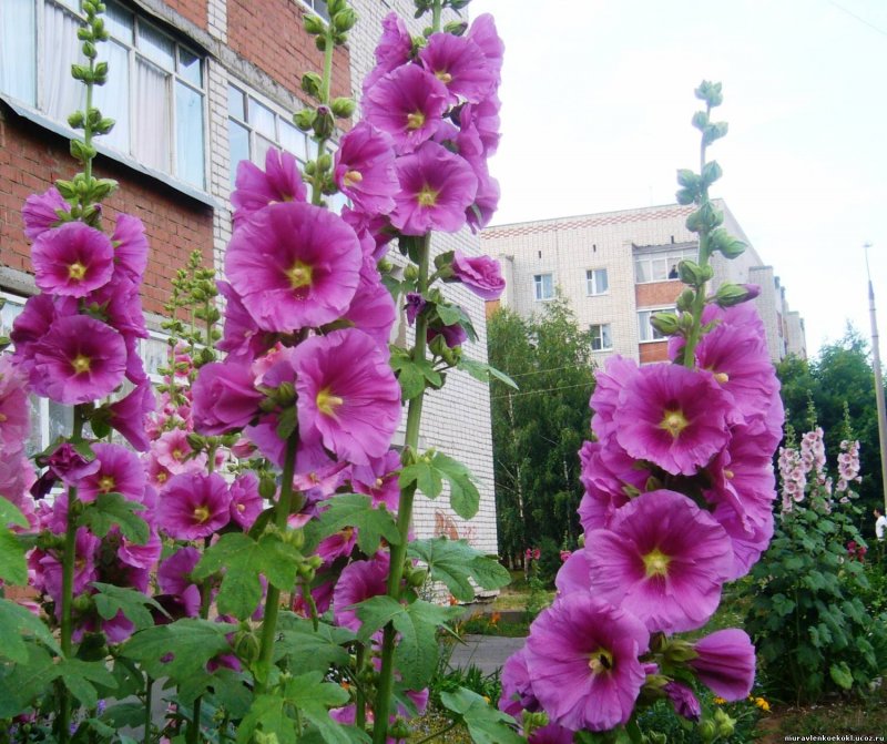 Шток роза Аксинья