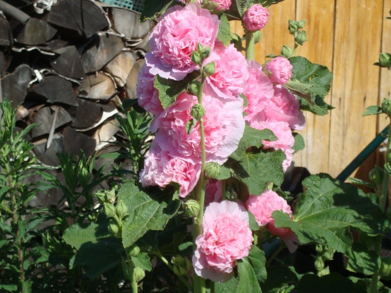 Шток-роза Alcea rosea