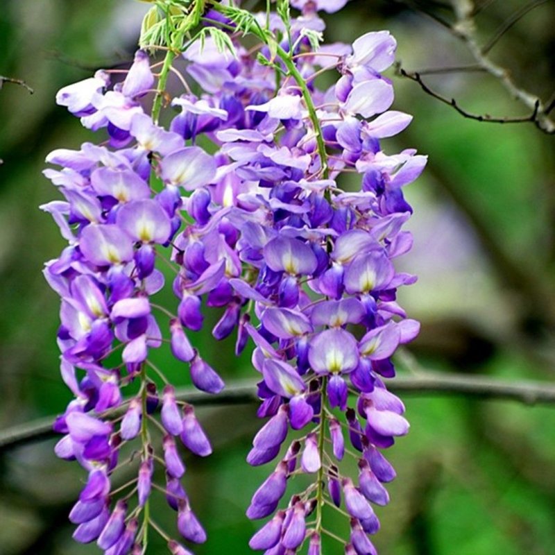 Глициния Wisteria sinensis prolific