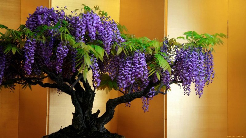 Wisteria sinensis бонсай