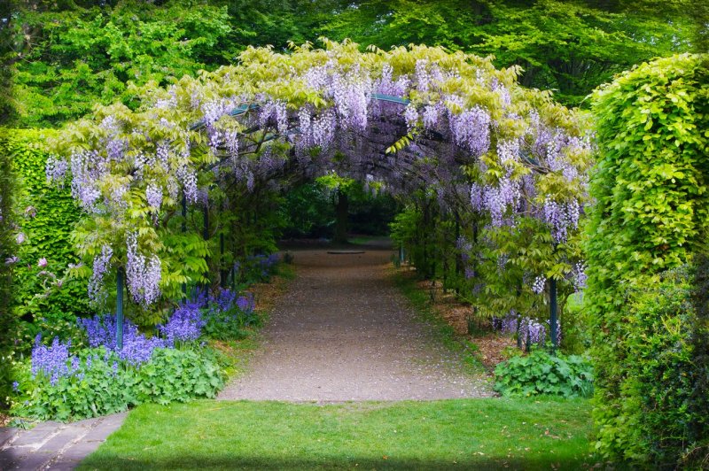 Wisteria sinensis Глициния китайская