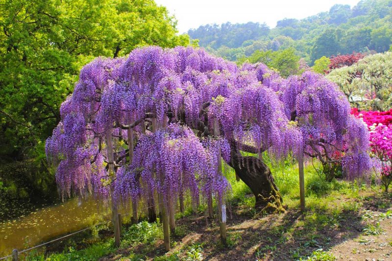 Глициния Wisteria sinensis