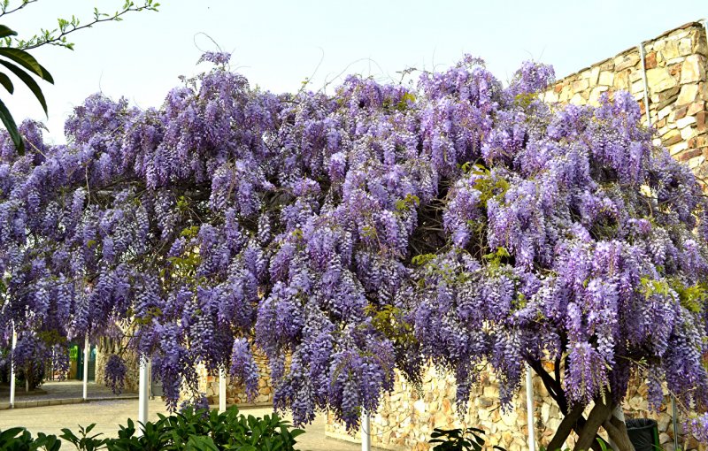 Wisteria sinensis Глициния китайская