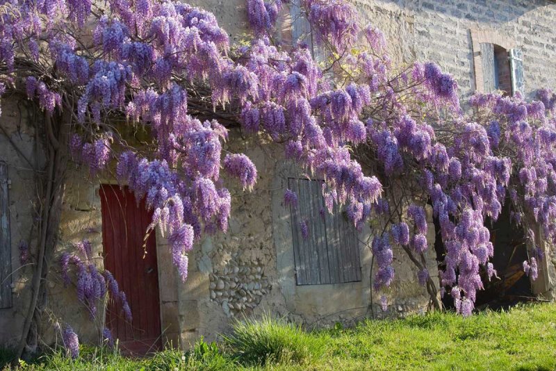 Wisteria sinensis Глициния китайская