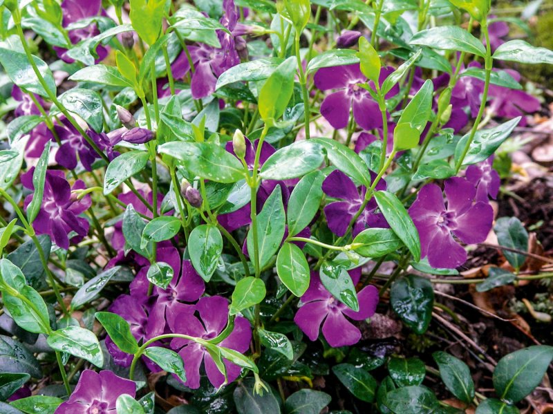 Барвинок Vinca Minor Atropurpurea