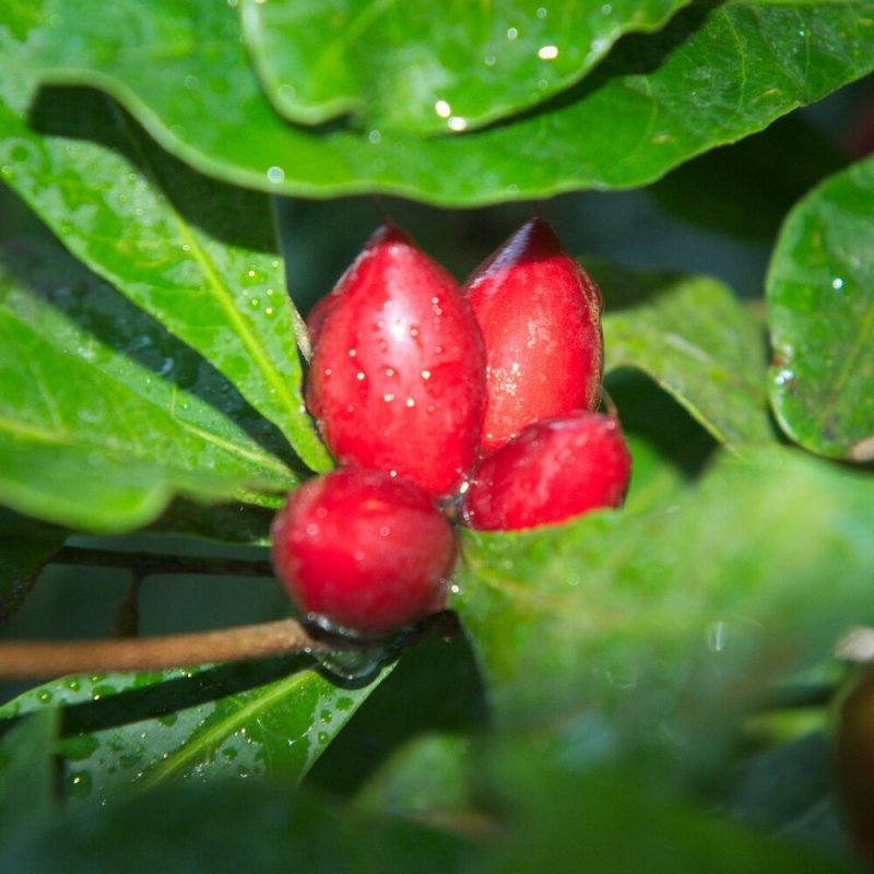 Чудо-фрукт Synsepalum dulcificum