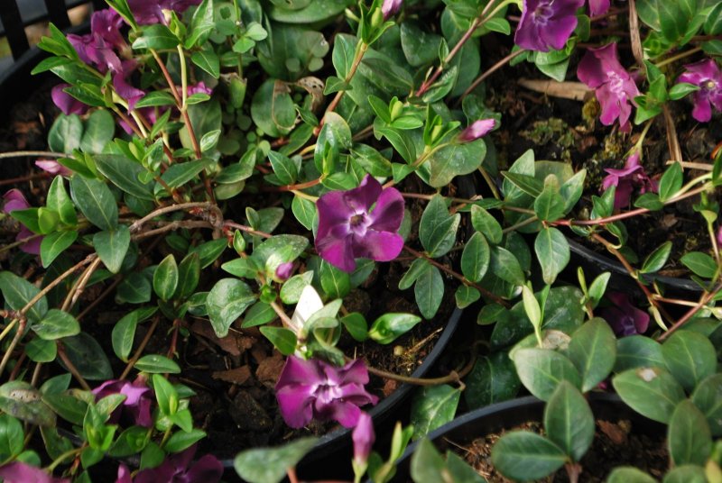 Барвинок малый 'Atropurpurea'