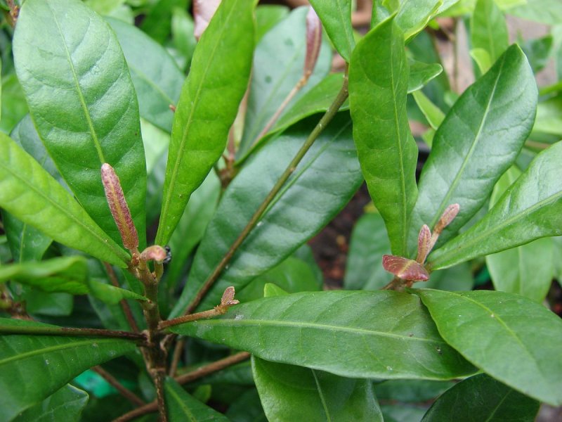 Synsepalum dulcificum