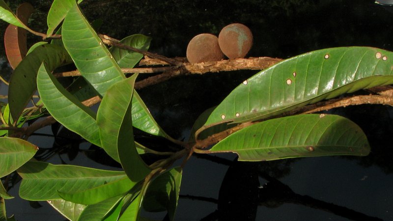 Фрукт Путерия сладковатая (Synsepalum dulcificum)