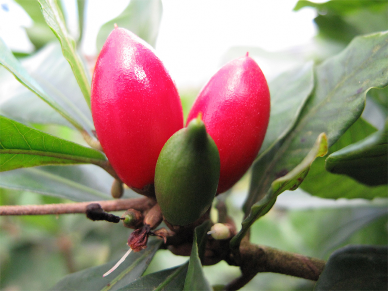 Synsepalum dulcificum