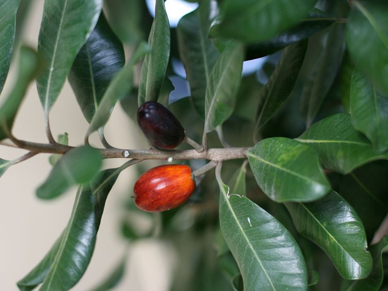 Pouteria Australis