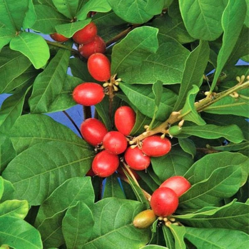 Synsepalum dulcificum