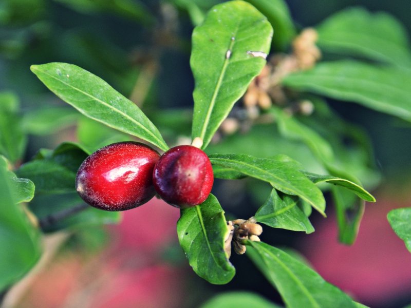 Synsepalum dulcificum