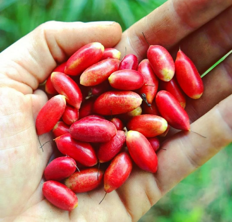 Sapotaceae Pouteria Silvestris