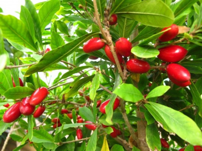 Synsepalum dulcificum