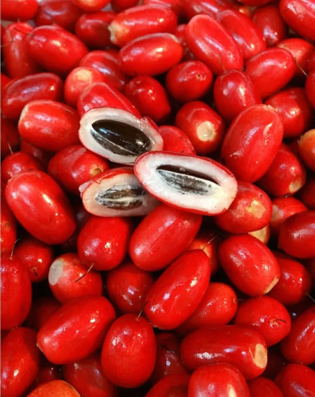 Synsepalum dulcificum