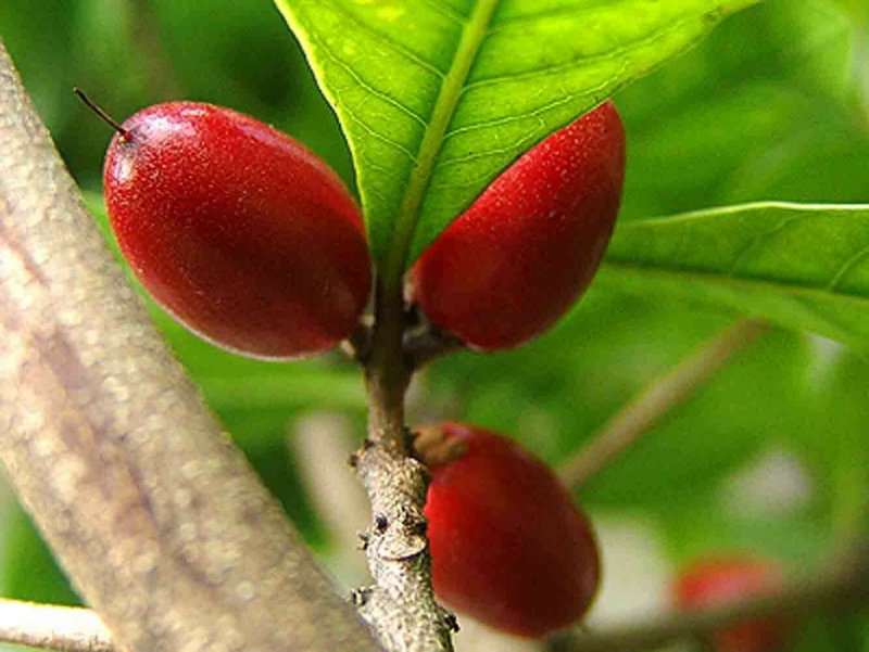Synsepalum dulcificum