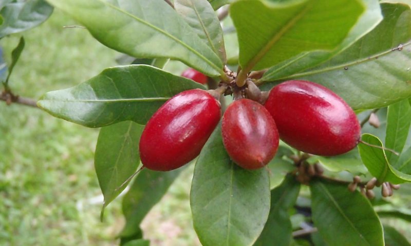Pouteria campechiana