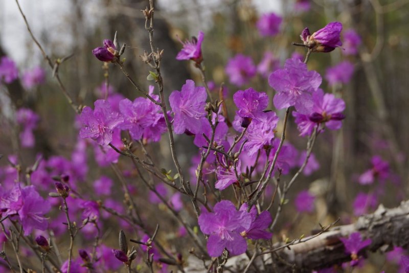 Рододендрон Даурский - Rhododendron dauricum