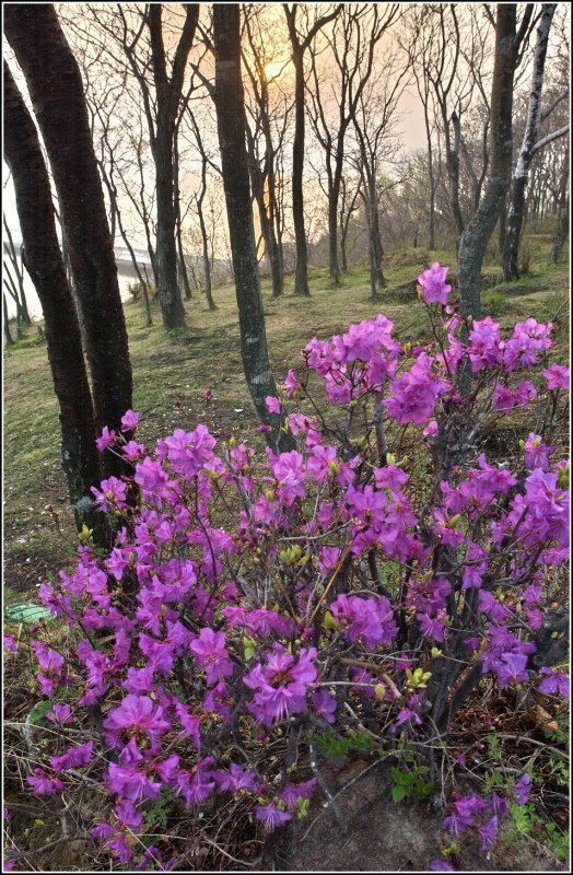 Багульник широколистный