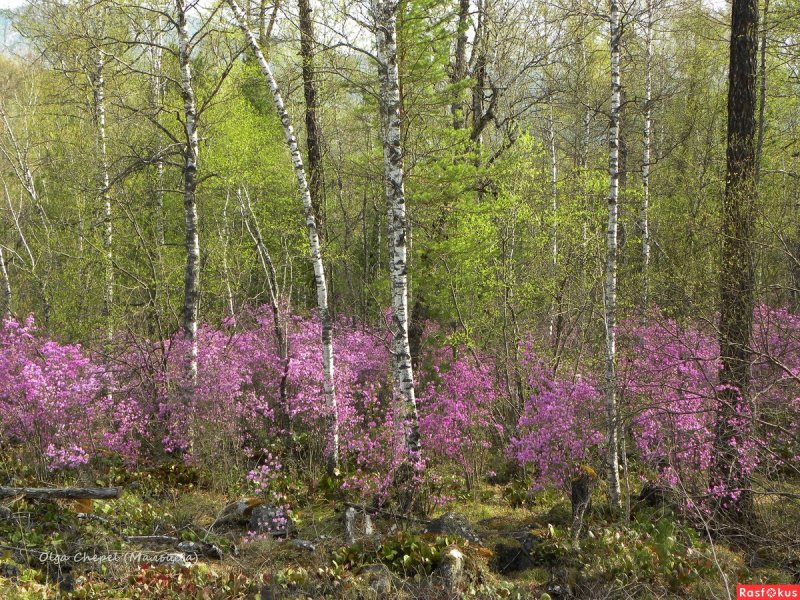 Багульник Сибирь Саяны