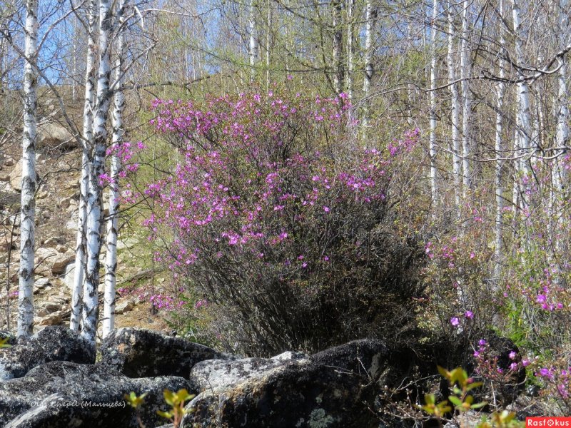Багульник кустарник