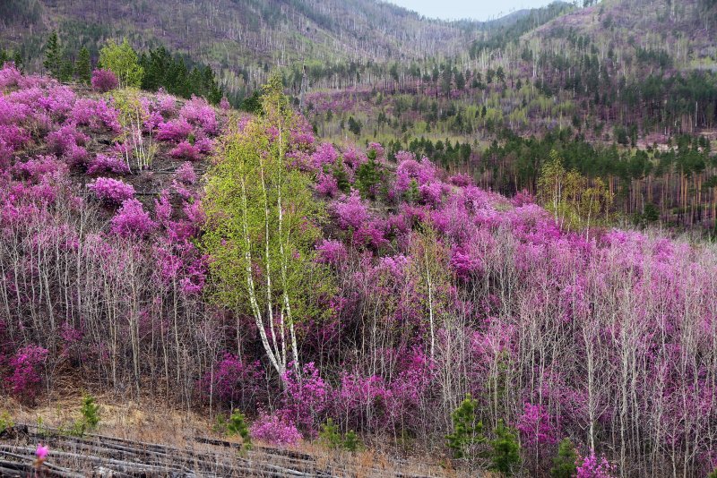 Багульник в Якутии