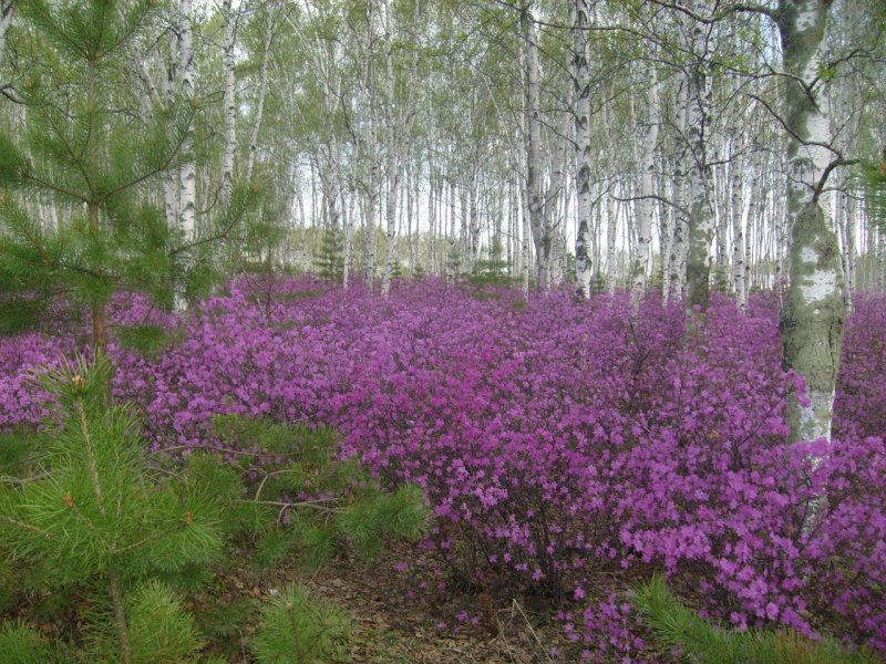Багульник и сон трава