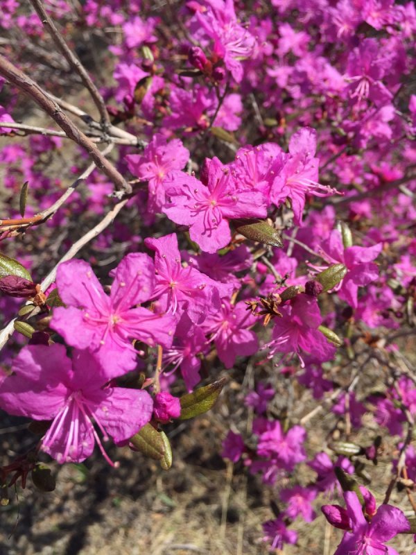 Рододендрон Даурский багульник